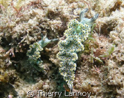 Mexican Dancer Nudibranch in the Sea of Cortez by Thierry Lannoy 